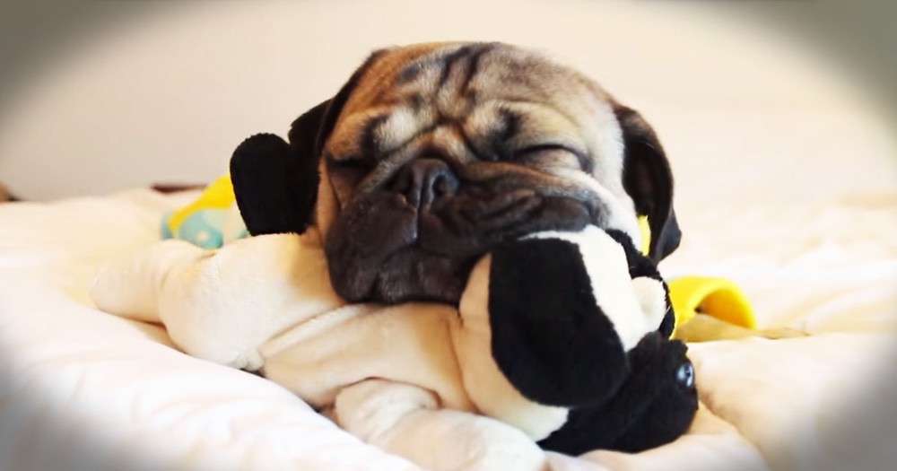 This Pup's Lullaby Made My YEAR!
