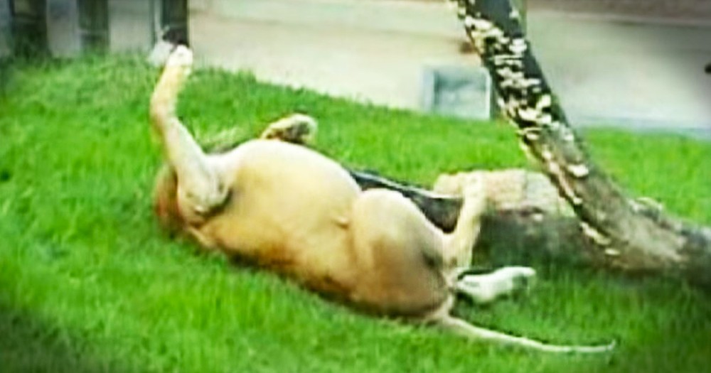 This Lion's JOY After 13 Years Of Suffering--Priceless.