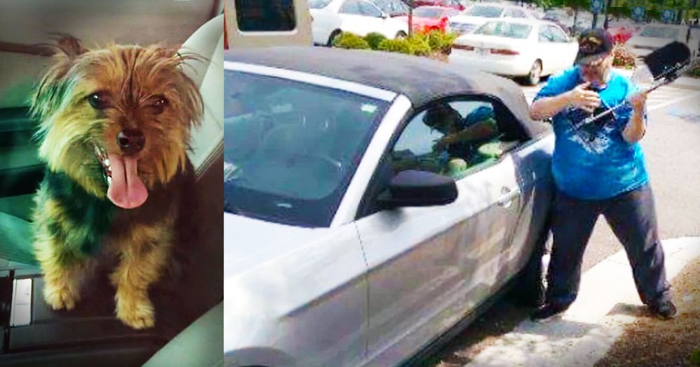 Veteran Rescued A Dog Trapped In A Hot Car. . .And Landed In Jail!