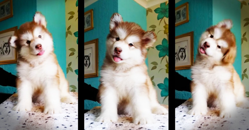 Puppy Does Cutest Thing When His 'Daddy' Makes Noise--Aww!