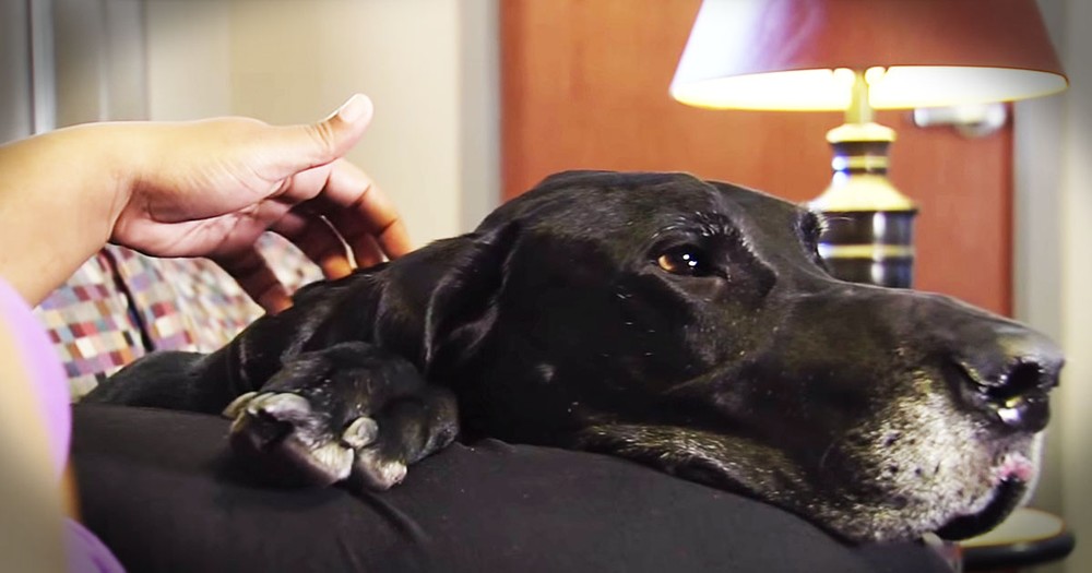 Domestic Abuse Story Is Tough To Hear. But How Her DOG Helped--TEARS!