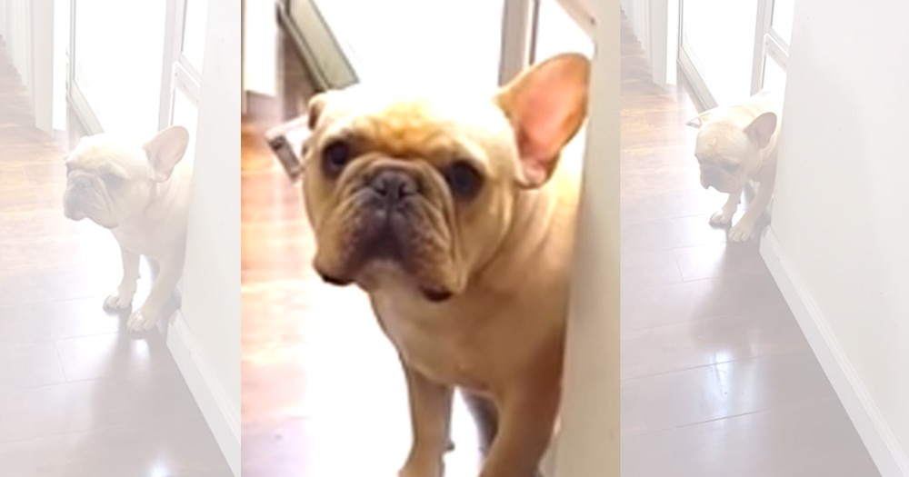 Apparently, This French Bulldog Has A Guilty Conscience--Aww!