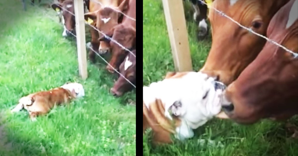 This Pup Has Some Big BFFs. And Apparently, They're REALLY Happy To See Him!