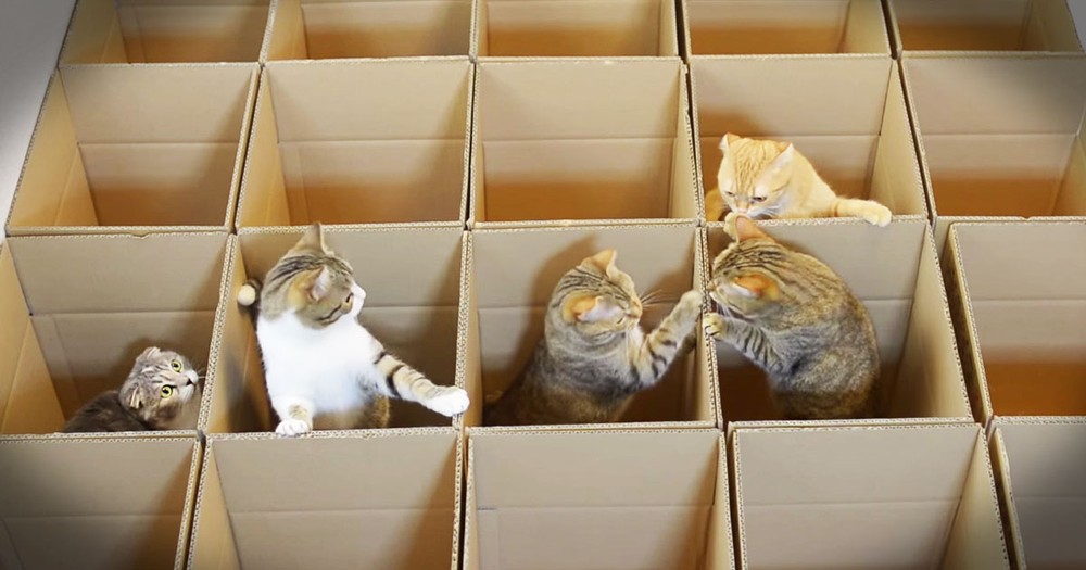 Kitties In Boxes Are A Cuteness Overload!