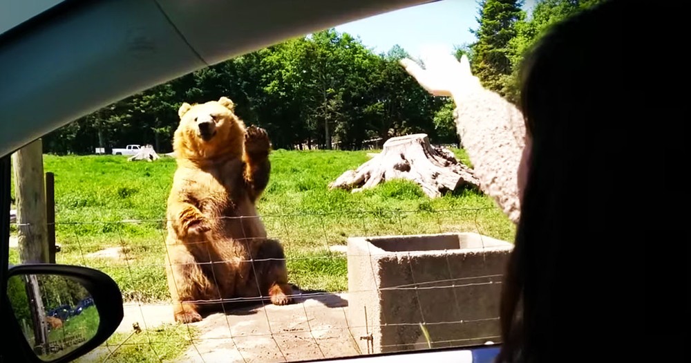 Waving Bear Surprises Folks With THIS Nifty Trick!