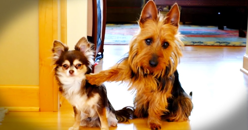 Apparently, This Dog Didn't Want To Get Blamed For What Happened In The Kitchen--LOL!