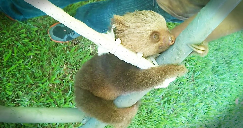 Who Else Wishes They Could Join This Rescued Baby On His Jungle Gym? 