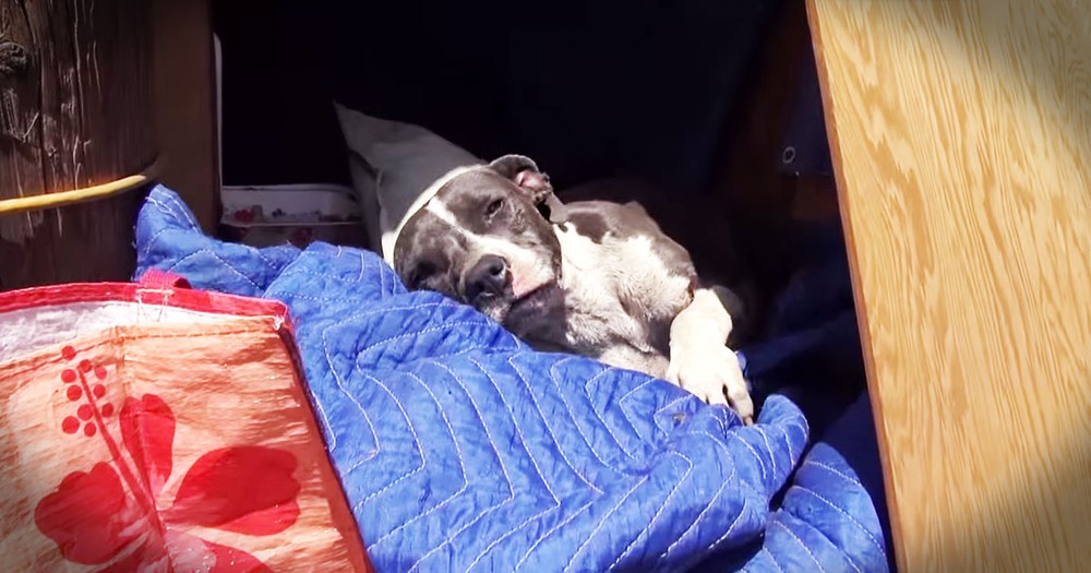 A Sick, Injured Pit Bull Dog Gets An Amazing Rescue!