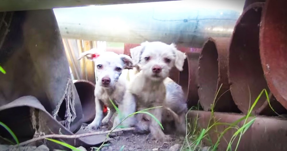 Family Of Dogs Living In a Steel Yard Get An Amazing Rescue!