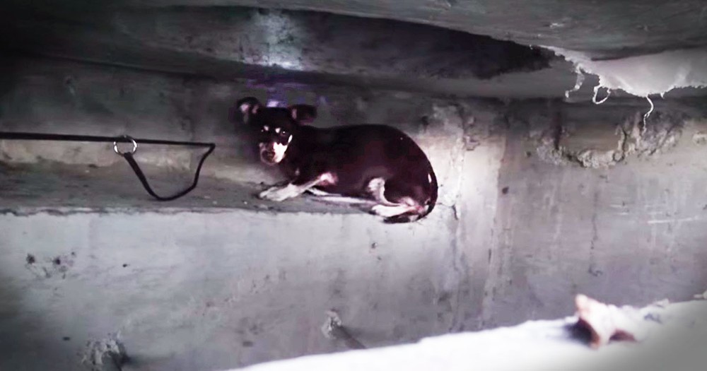 Watching This Dog's Sewer Rescue Is Nerve-Racking 