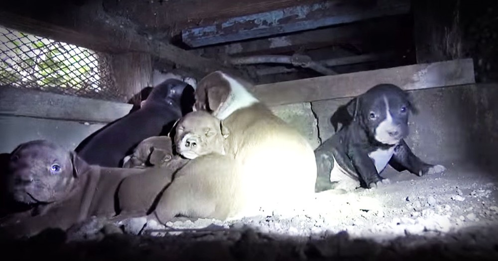 What Was Hiding Under This House Will Melt Your Heart!