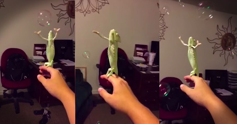 Watching This Chameleon Pop Bubbles Will Make Your Day! 