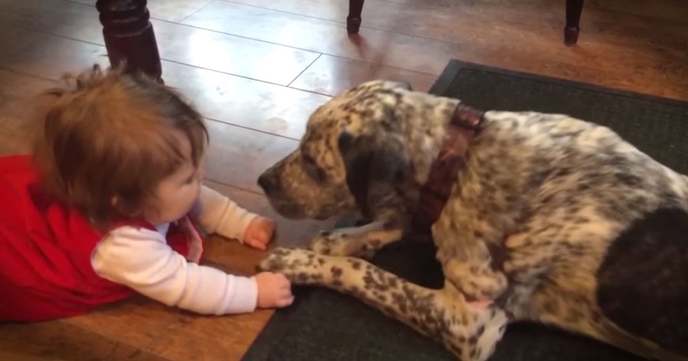 Dogs Meeting Babies For The Very First Time. Enough Said!