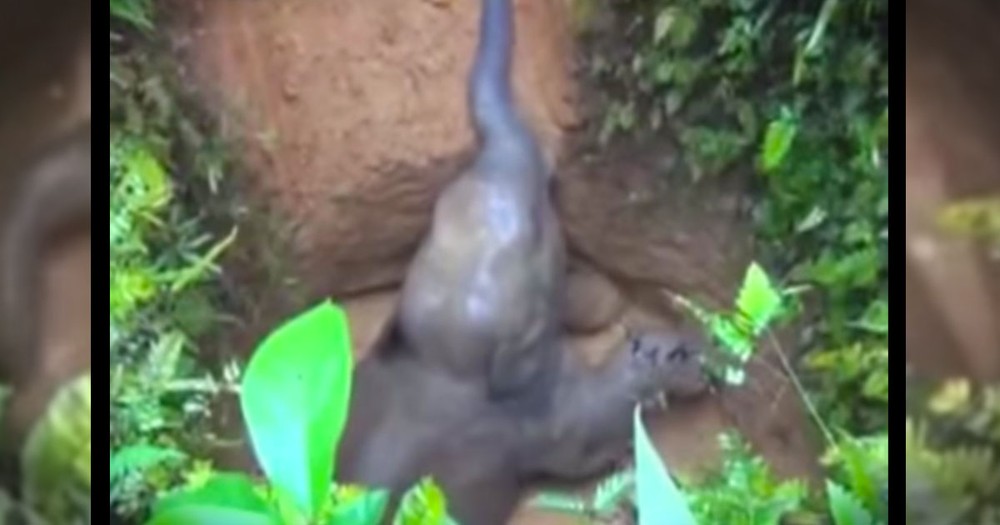 This Baby Elephant Was Trapped In A Well Until Kind People Did THIS!