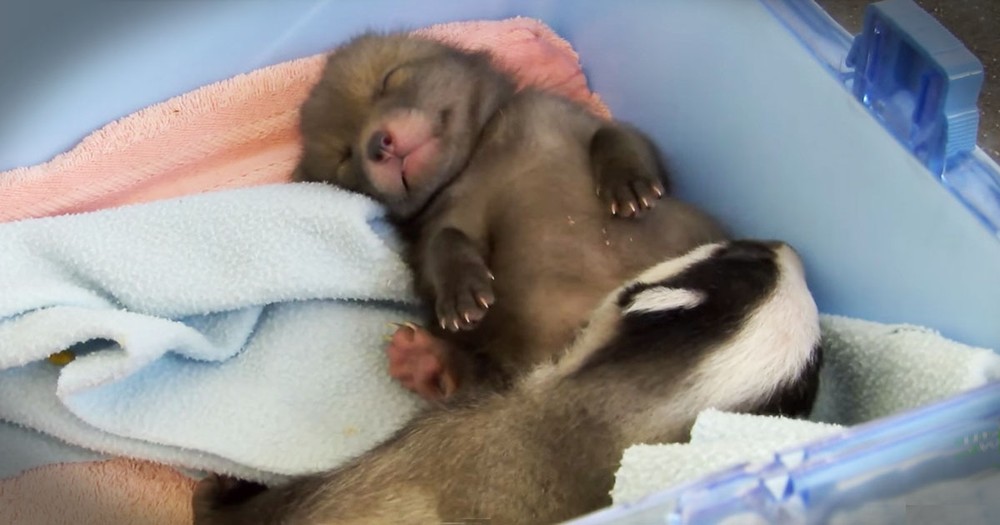 These Orphaned Babies Needed Someone To Love Them, And Then THIS Happened!