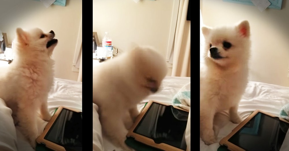 This Tiny Pup Has One BIG Sneeze And It's Adorably Hilarious!