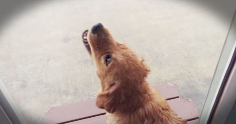 Puppy Playing In The Rain Will Make You Feel Like A Kid Again