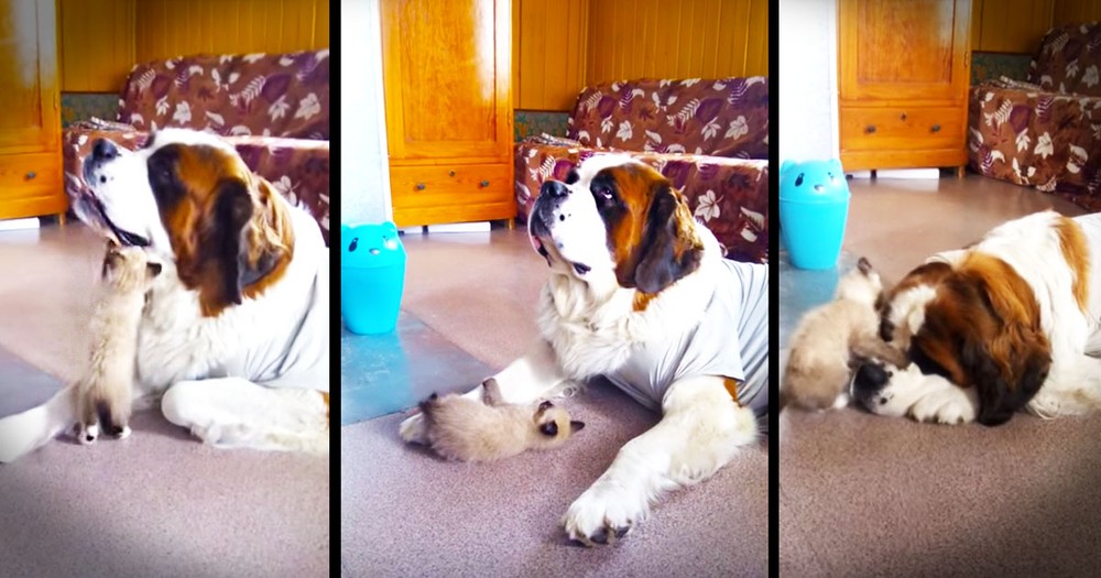This Precious Kitten And Patient Pup Will Make You Feel All Warm And Fuzzy!  