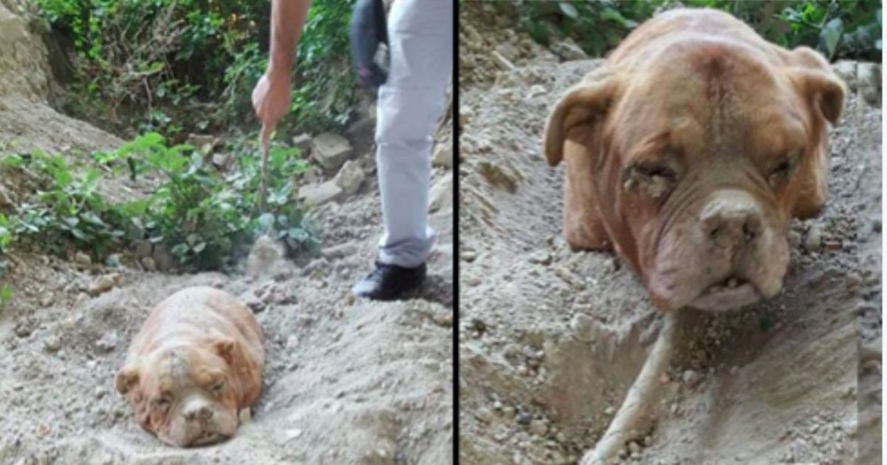 When He Found Her Buried Alive In The Dirt, My Blood Ran Cold. What A Miracle!