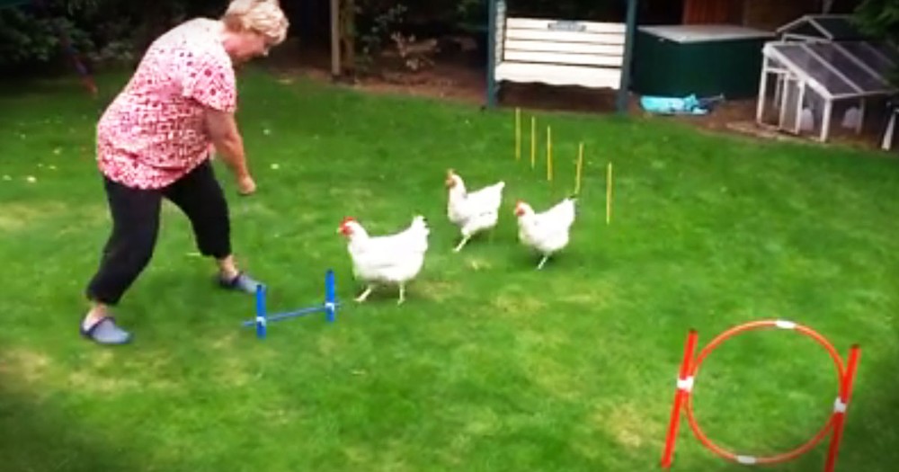 3 Chickens Will Crack You Up With Obstacle Course Skills