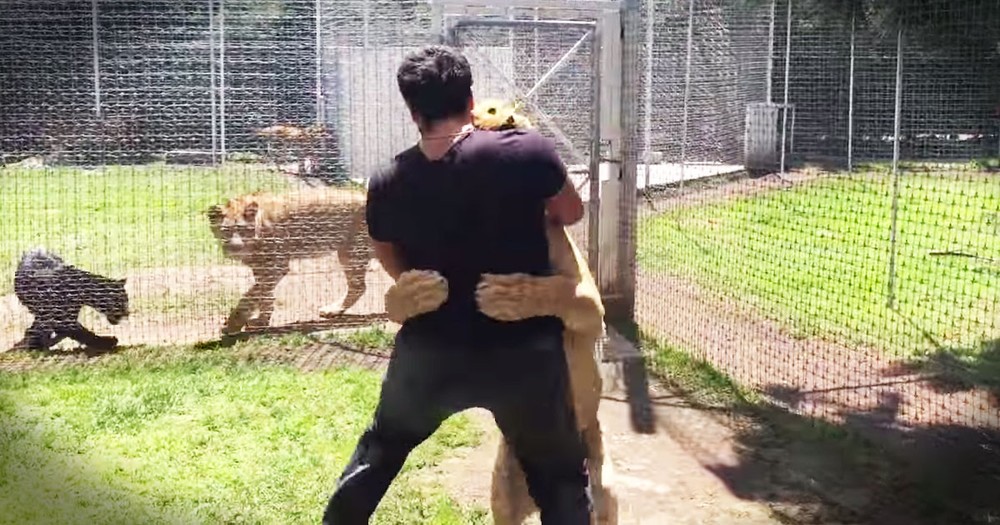 Lion Jumps On And Hugs The Man Who Rescued Her