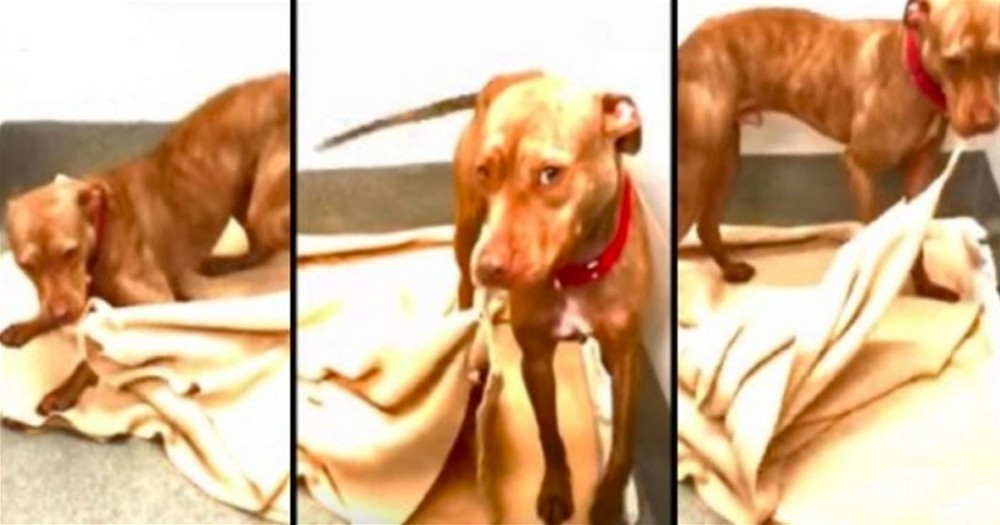 Rescue Pit Bull Makes His Bed While Waiting For A Family