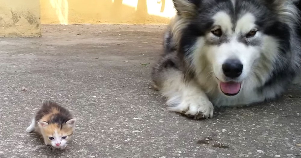 Big Dog And Tiny Kitten Are Adorably Awkward BFFs In the Making