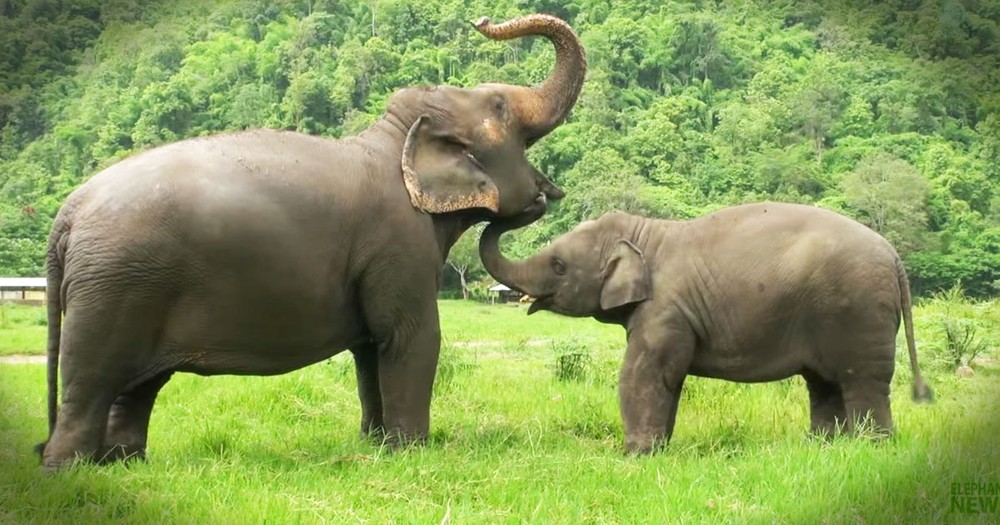 Seeing What Makes These Elephants Happy Will Make You Happy Too!