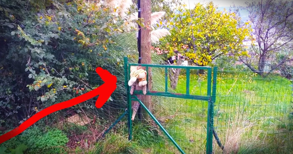 Kitty Adorably 'Borrows' Stuffed Tiger From The Neighbors