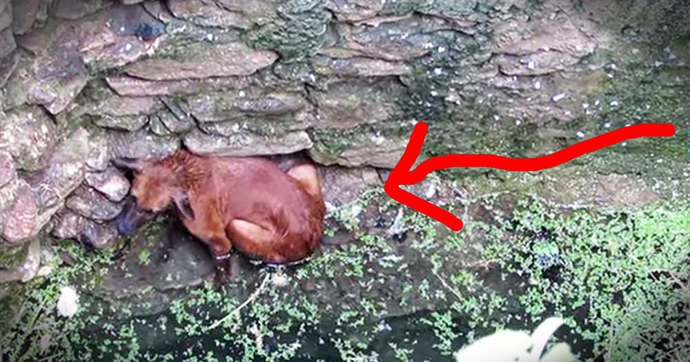 Street Dog Falls In Well But Then Kind Strangers Do THIS!