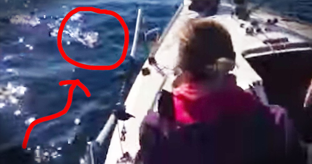 Shocked Sailors Rescue A PUPPY From Chilly Sea Waters 
