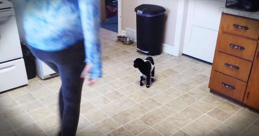 Baby Goat's Lesson On Hopping Will Jump Into Your Heart