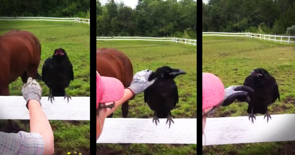 Wild Raven's Rescue Is Truly Incredible!