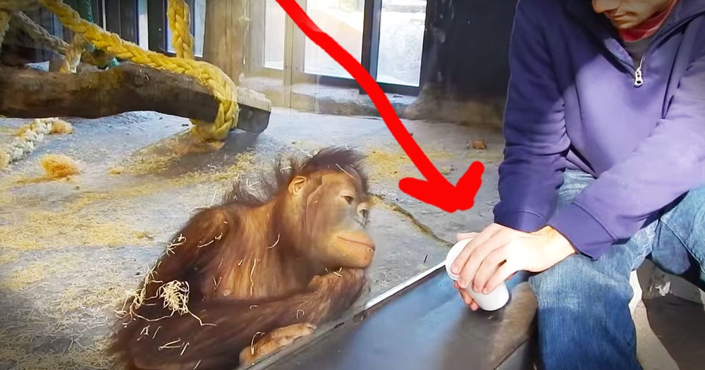 Orangutan's Reaction To A Magic Trick Is Adorable