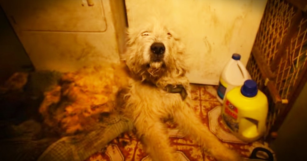 Puppy Mill Rescue Dog's Transformation Is Tearful