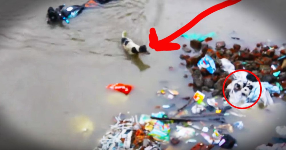 Dedicated Momma Dog Bravely Rescues Her Stranded Puppies