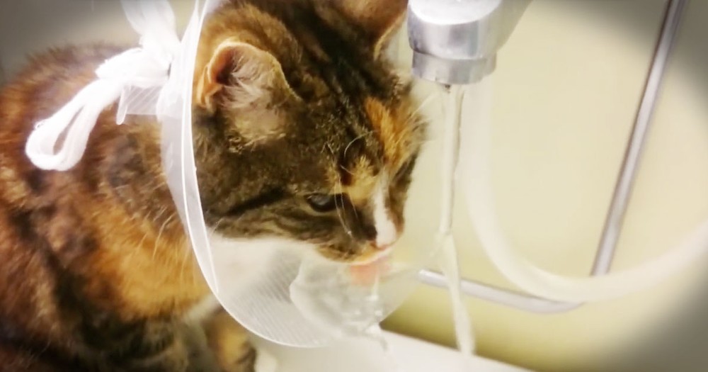 Cat Find The Silver Lining To A Post-Surgery Cone