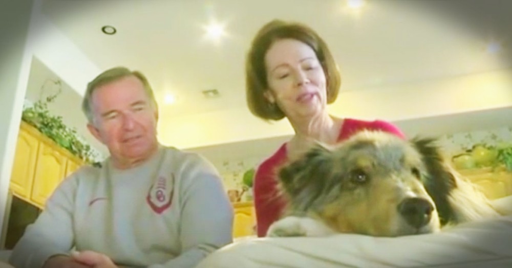 Dog Reunion With His Family After 6 Years Is Too Sweet 