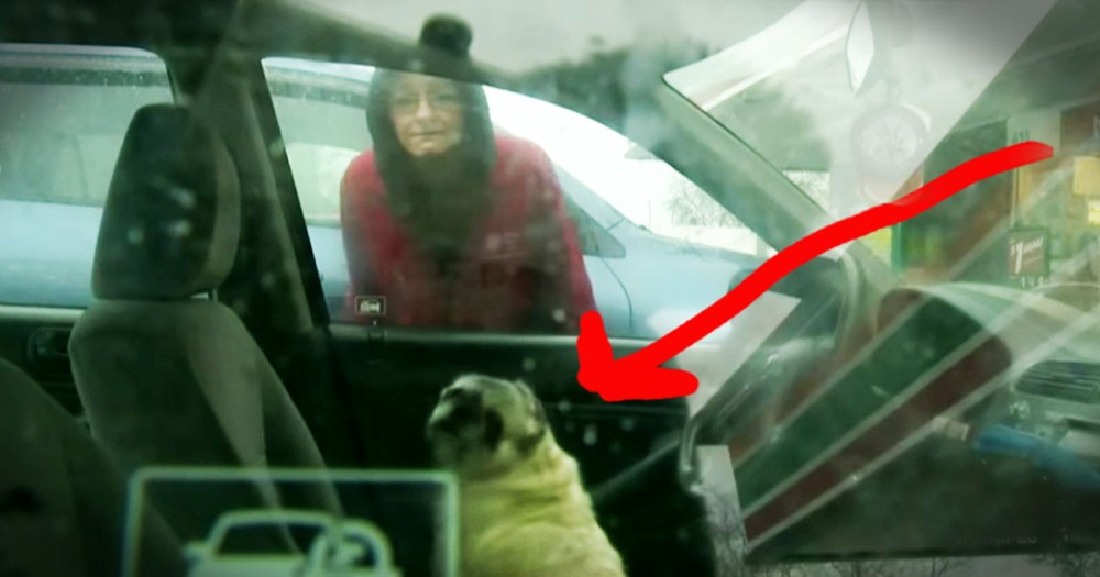 Act Of Kindness Saved A Dog And The Woman Who Loves Him