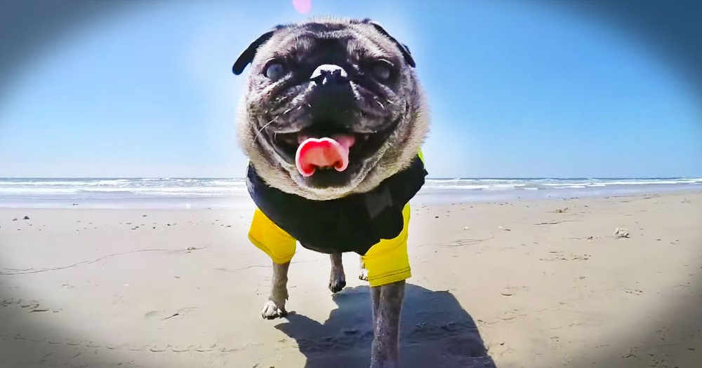 This Surfing Pug Is Too Much Fun To Miss