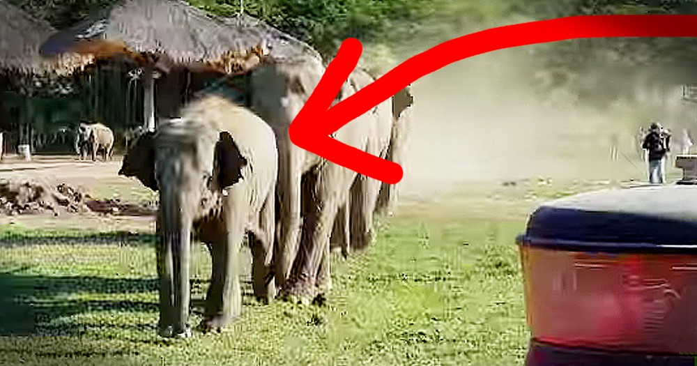Baby Elephant Greets Tractor Drive In The Sweetest Way!