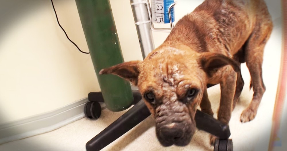 Sick Puppy Saved From Death Gets Incredible Transformation