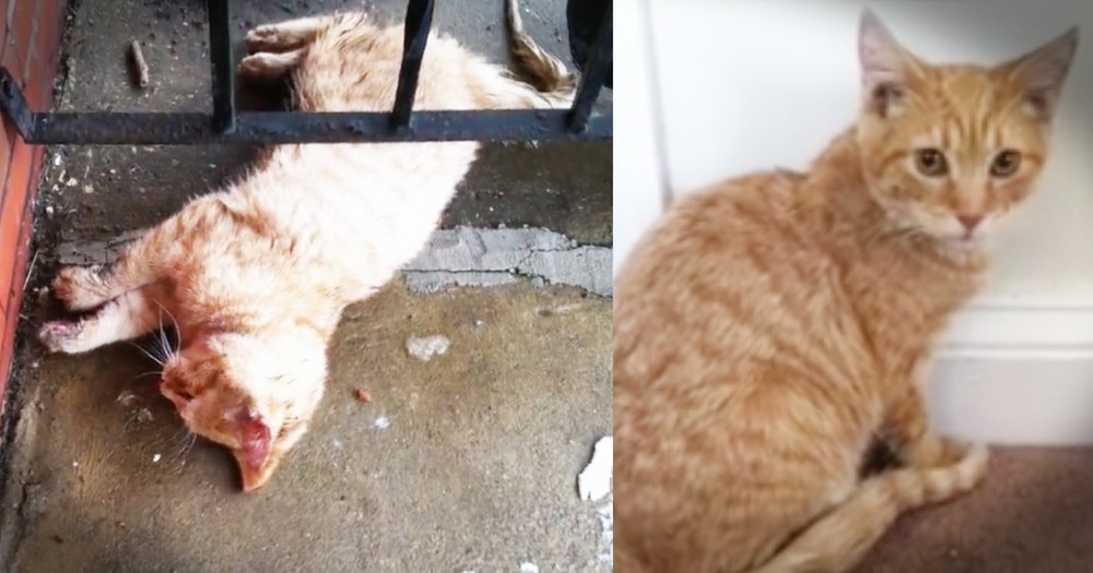 Cat Frozen To Front Porch Has Incredible Transformation