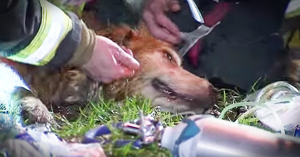 Firefighters Doing Everything To Save Dog Will Wow You