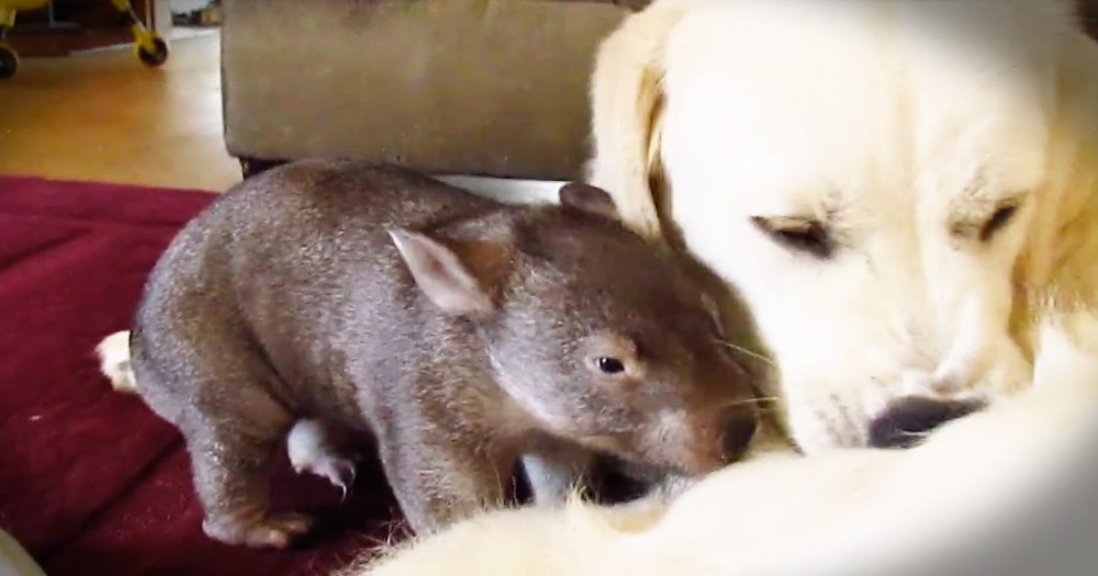 Baby Wombat Is Adorably Helpful Back Scratcher