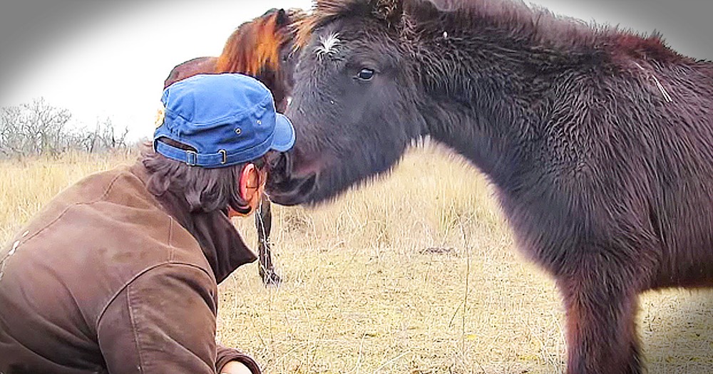 Chained Horse's 'Thank You' To Rescuers Is Moving