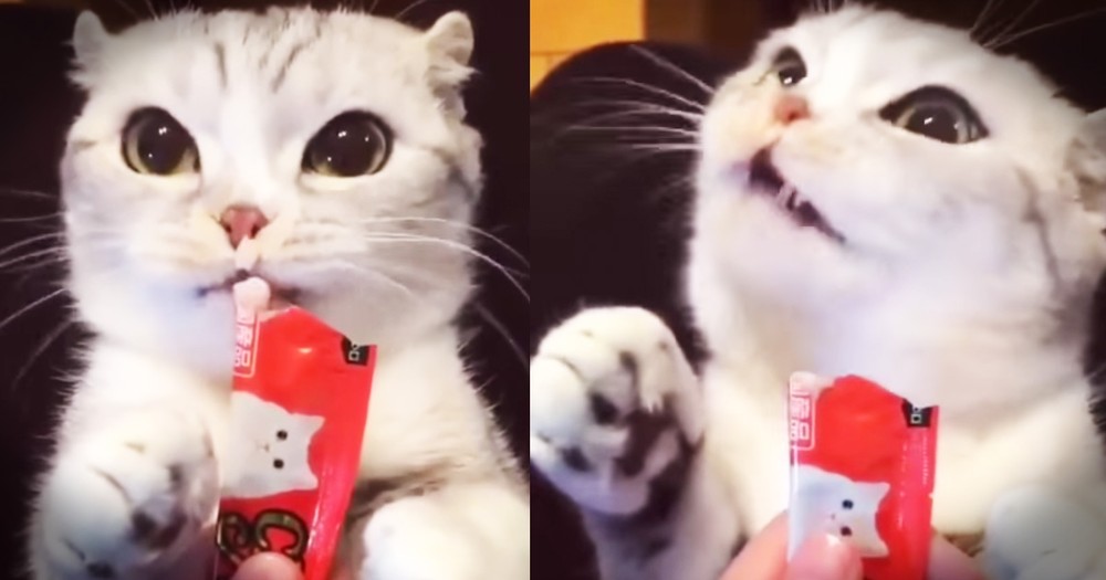 Kitty's Funny Snack Will Leave You Giggling