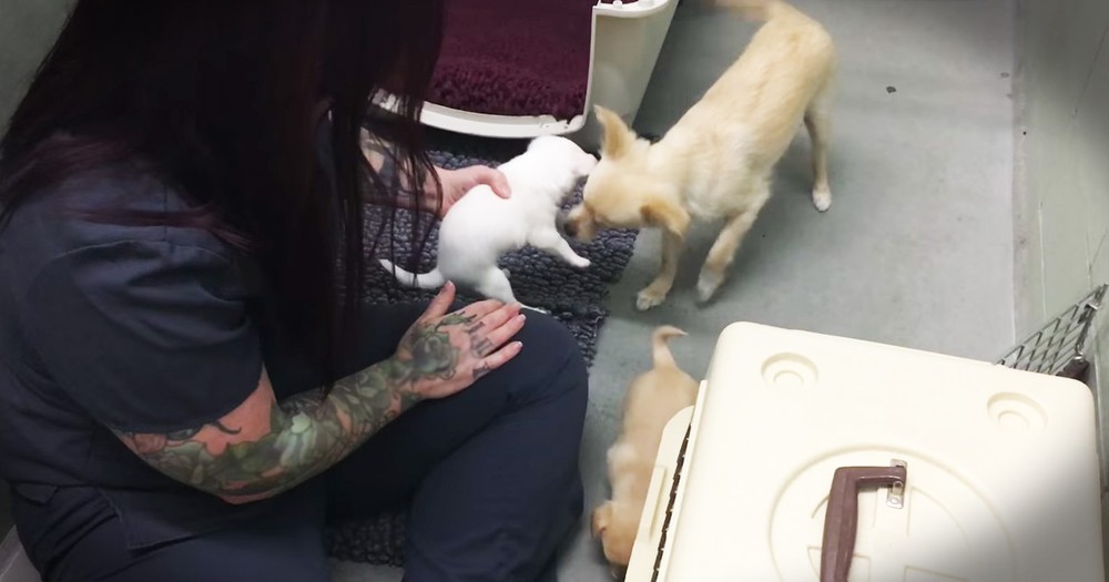 Momma Dog's Reunion With Her Puppies Is Heart Melting