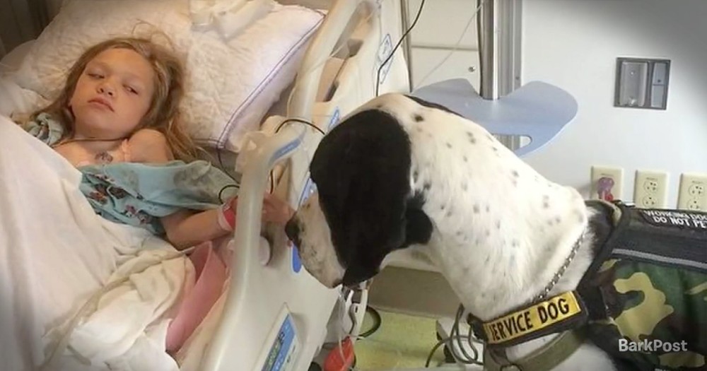 Service Dog's 'Thank You' Will Melt Your Heart