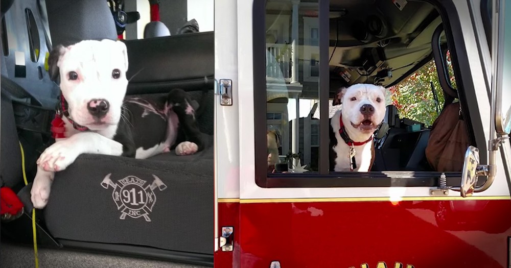 Puppy Saved From Fire Grows Up To Be The Firefighter's Mascot